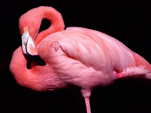 flamant rose
