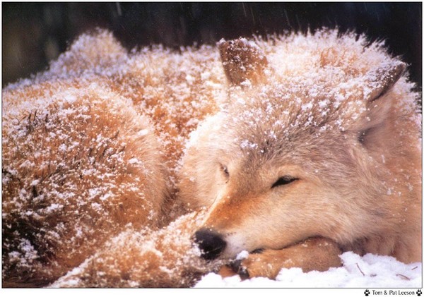 loup dans la neige