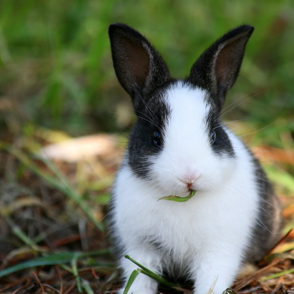 belles images d animaux et diverses - Page 109