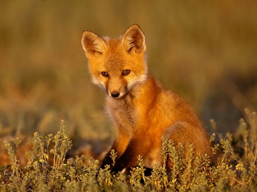 renard