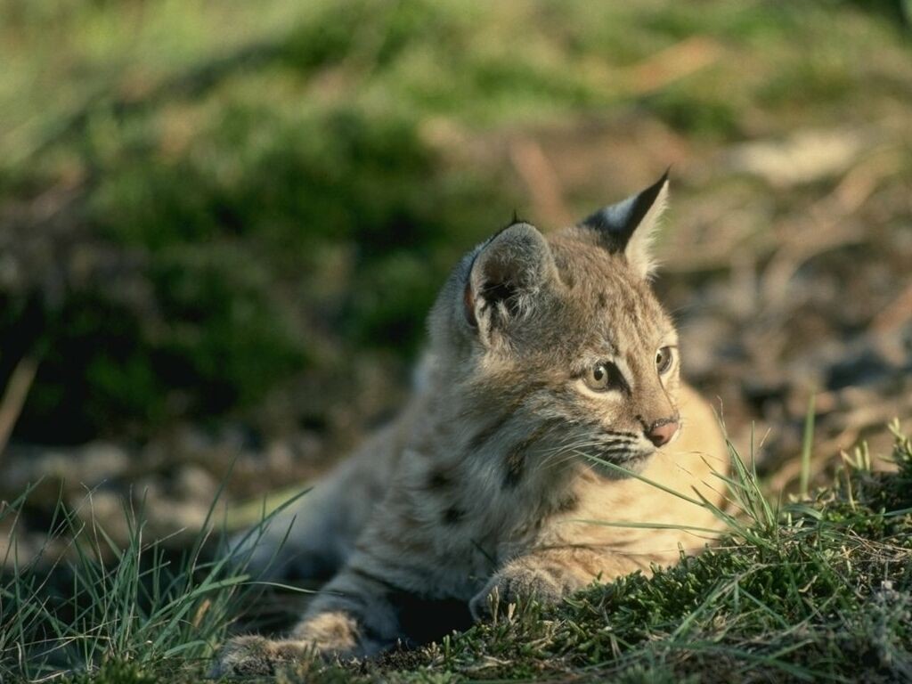 lynx