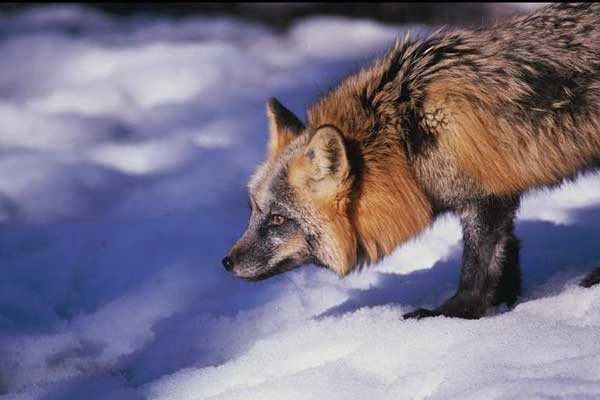 renard