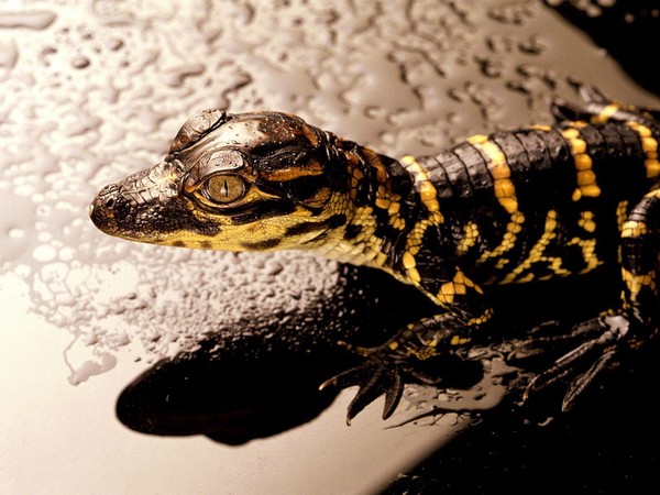 caiman