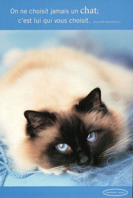 chat