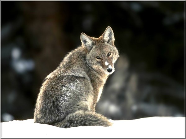 loup