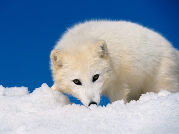 renard
