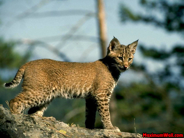lynx