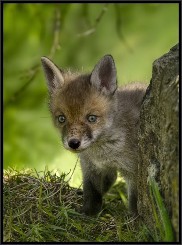 bebe renard