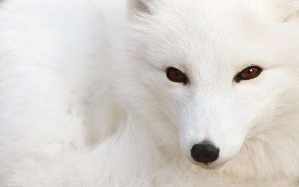 renard