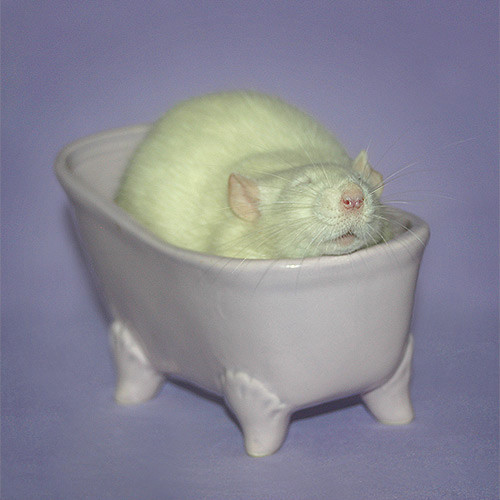 rat