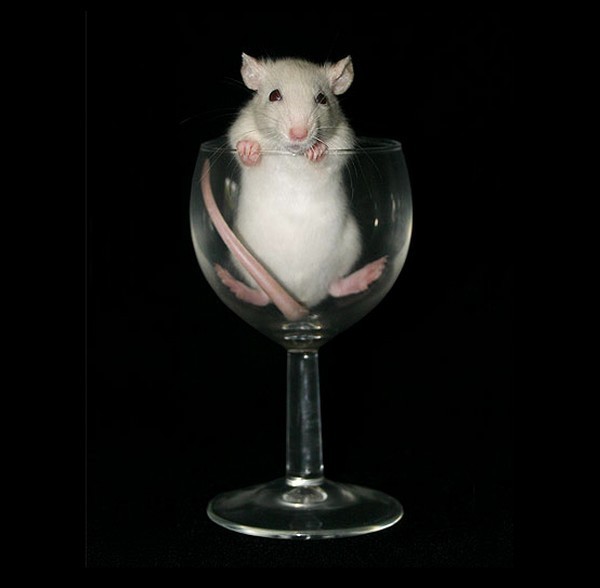 rats