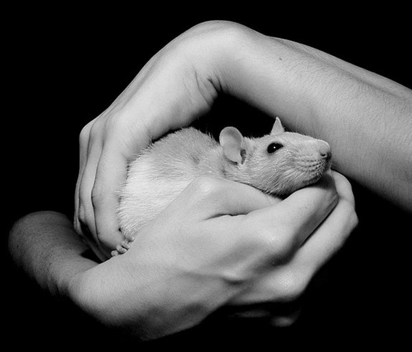 rat