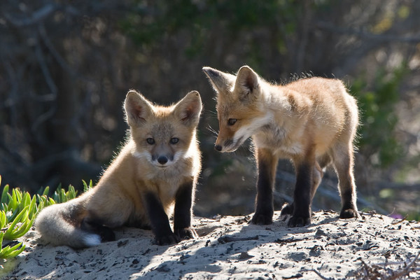 renard