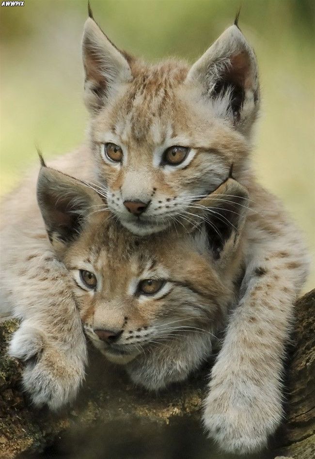 Bébé Lynx Roux / LE LYNX