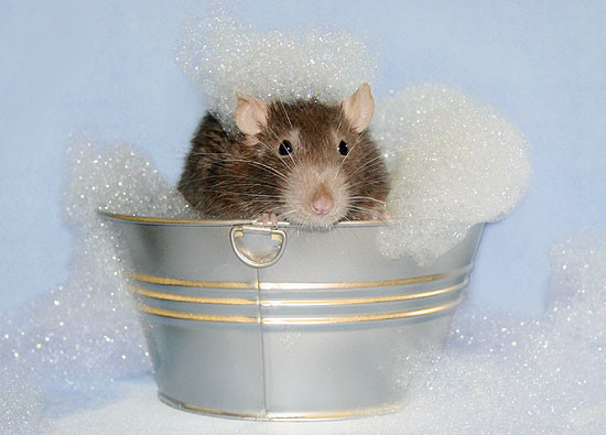 rat