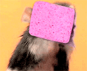 souris
