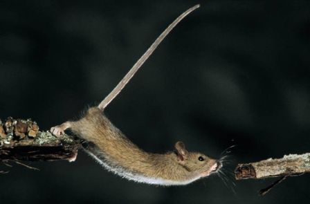 souris