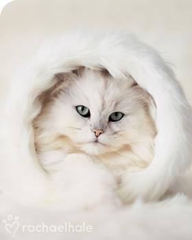 rachael hale: chat