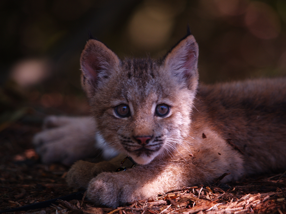 lynx