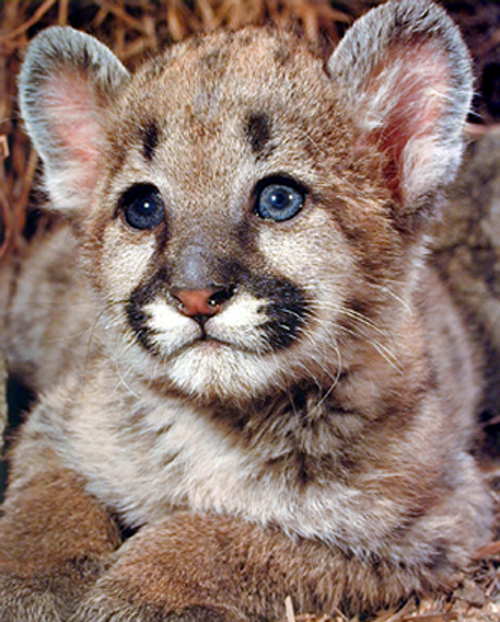 puma animal bébé