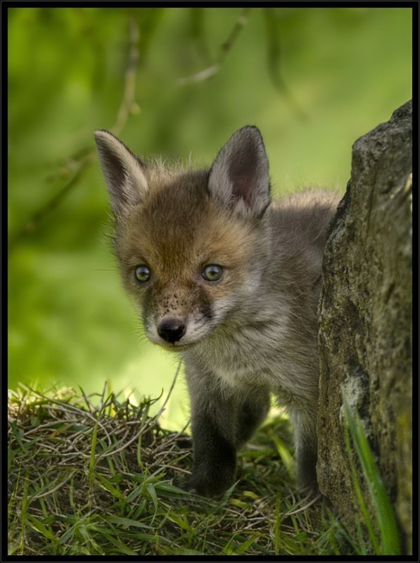 renard Page 2 rub renard 2