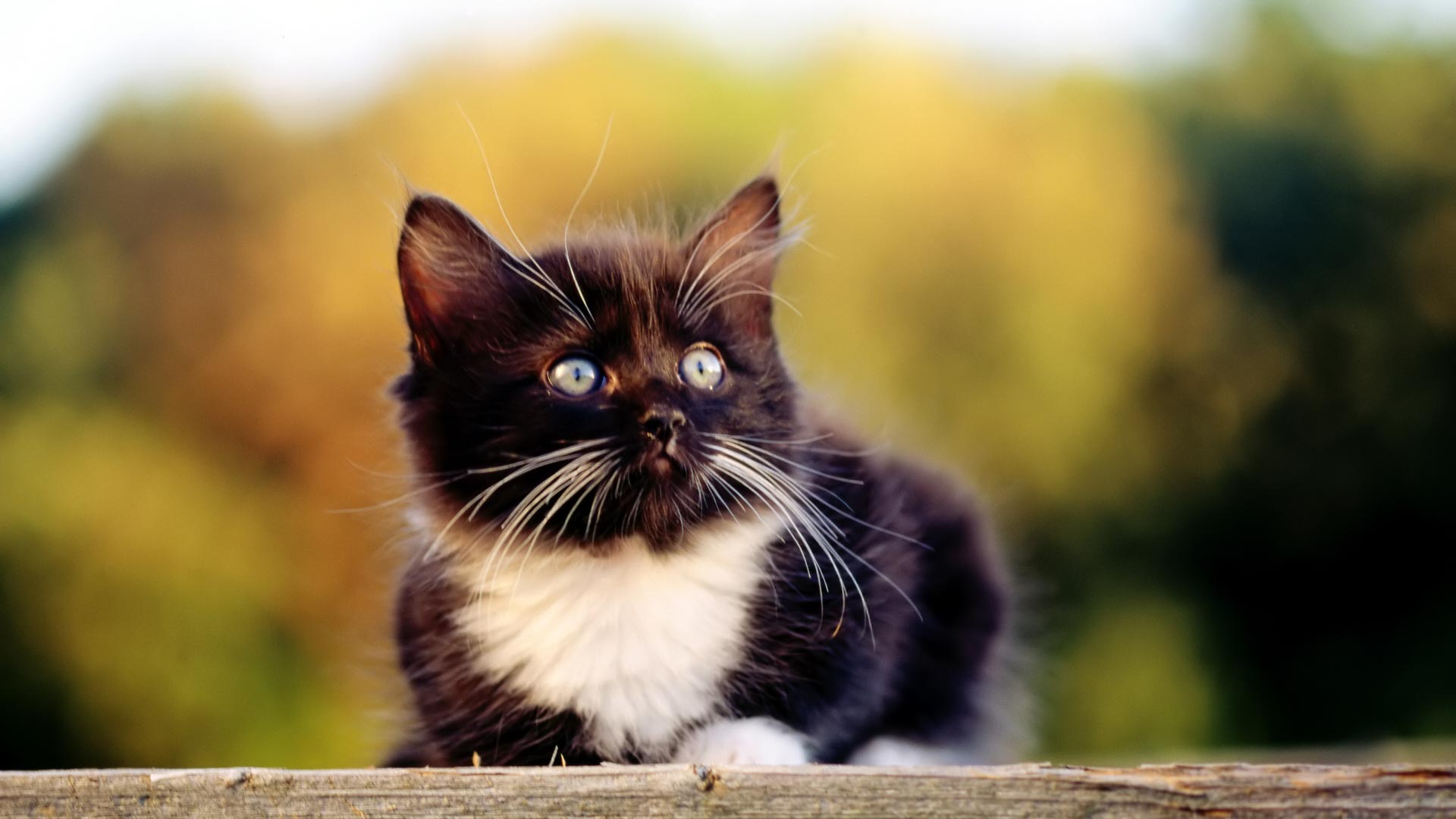 chaton noir et blanc