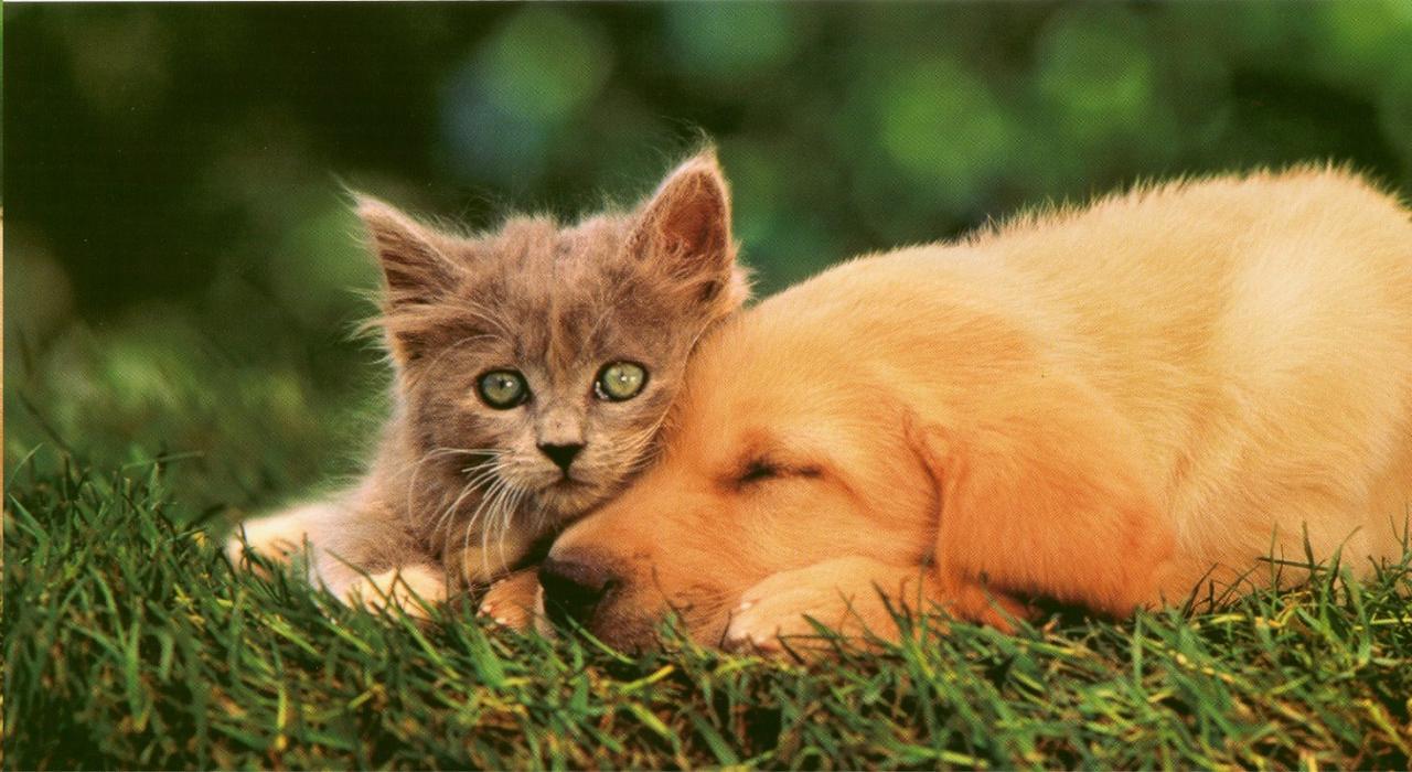 chat et chien Page 2