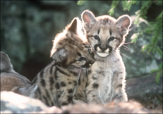 puma animal bébé