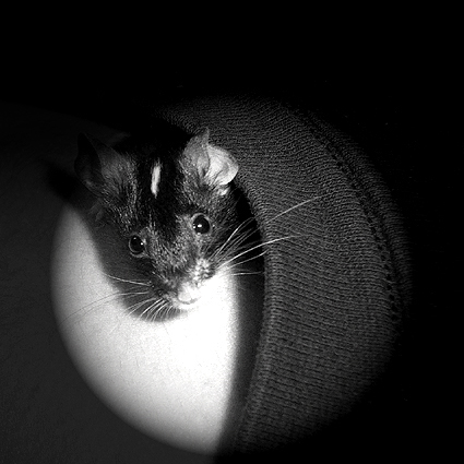 souris