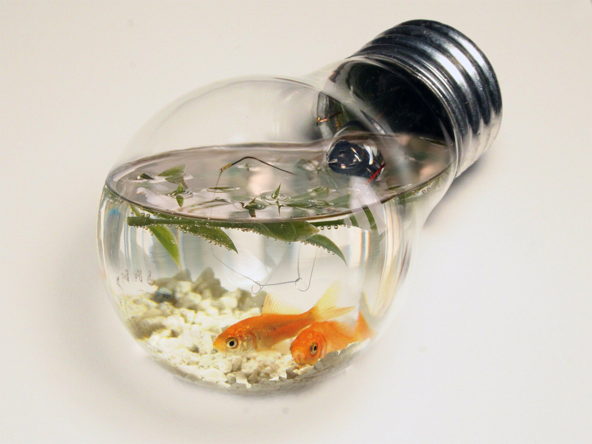 poisson rouge