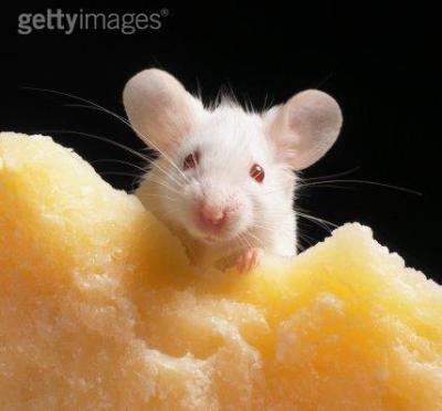 souris blanche